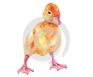 Watercolor single duck animal isolated on a white background.