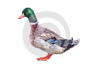 Watercolor single duck animal