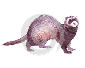 Watercolor single ferret animal