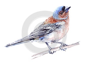 Watercolor single finch animal isolated