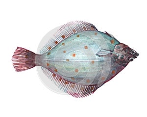 Watercolor single flounder fish animal isolated