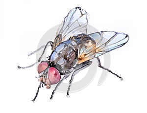Watercolor single fly insect animal isolated