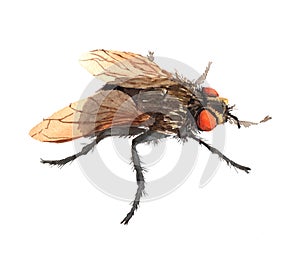 Watercolor single fly insect animal isolated
