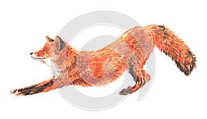 Watercolor single Fox animal isolated