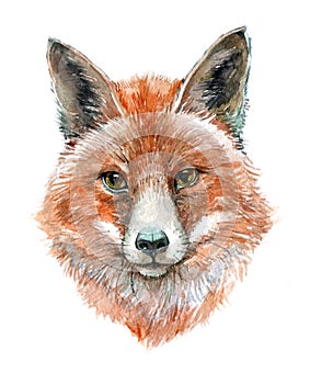 Watercolor single Fox animal isolated