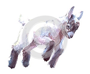 Watercolor single goat child animal isolated