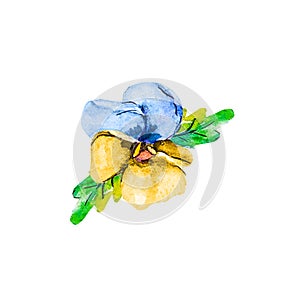 Watercolor single head blossom summer flower of blue and yellow pansy viola isolated on white background