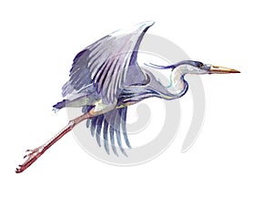 Watercolor single heron animal isolated