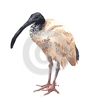 Watercolor single ibis animal isolated