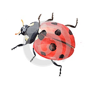 Watercolor single ladybug insect animal isolated