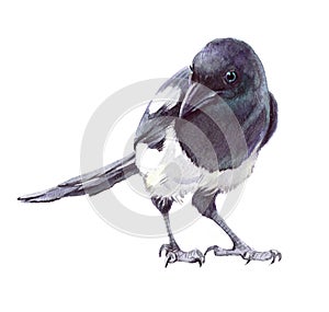 Watercolor single magpie animal isolated photo