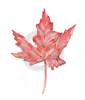 Watercolor single maple leaf isolate
