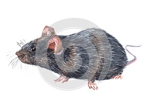 Watercolor single mouse animal isolated