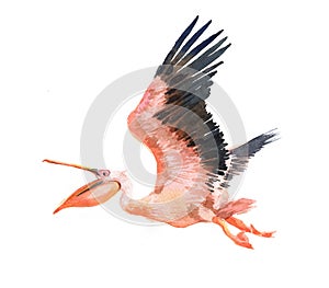 Watercolor single pelican animal isolated