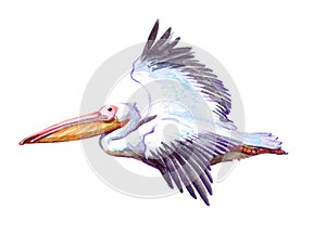 Watercolor single pelican animal isolated