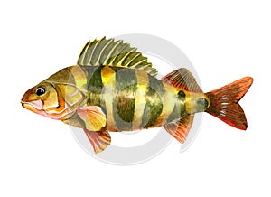 Watercolor single perch fish isolated