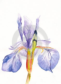 Watercolor single purple iris flower on the white background