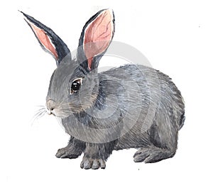 Watercolor single rabbit animal isolated