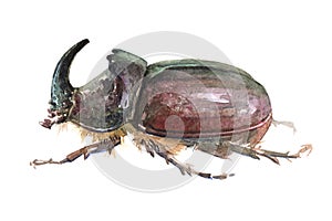 Watercolor single rhinoceros beetle insect