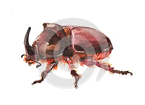 Watercolor single rhinoceros beetle insect animal isolated