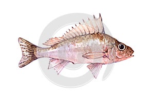 Watercolor single ruff fish animal isolated