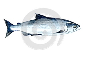 Watercolor single salmon fish isolated