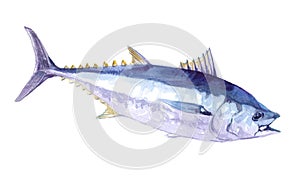 Watercolor single salmon fish isolated