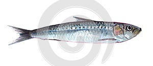 Watercolor single sardine fish animal isolated