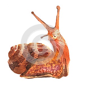 Watercolor single snail animal isolated