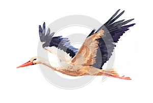 Watercolor single stork animal isolated