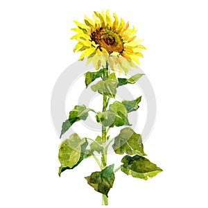 Watercolor single sunflower isolated