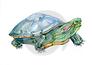 Watercolor single turtle animal isolated