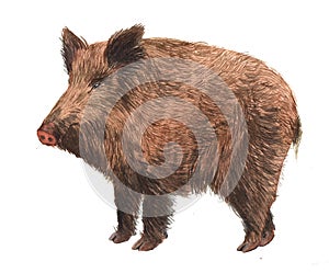 Watercolor single wild boar pig animal isolated