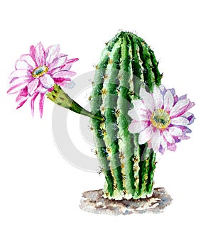 Watercolor sketch of the cactus Echinopsis oxygona with flowers isolated on white background.