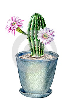 Watercolor sketch Echinopsis oxygon with flowers in a flower pot isolated on white background.
