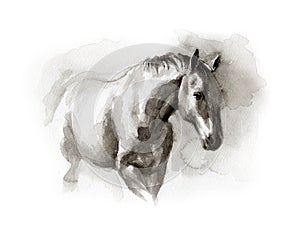 Watercolor sketch of horse