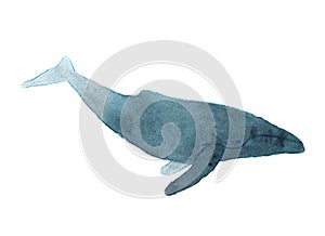 Watercolor sketch of humpback whale. Illustration isolated on white background