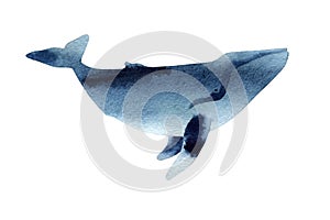Watercolor sketch of humpback whale. Illustration isolated on white background.