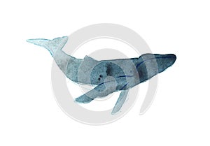 Watercolor sketch of humpback whale. Illustration isolated on white background