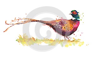 Watercolor sketch of a pheasant bird isolated on white