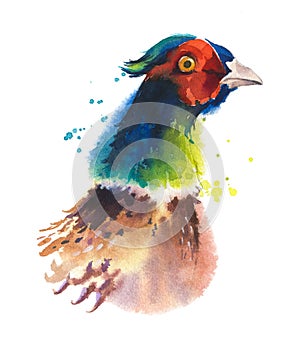 Watercolor sketch of a pheasant  head isolated on white