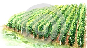 Watercolor Sketch Rural Scene Fragment of Vineyard photo