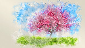 Watercolor sketch of single blooming cherry tree