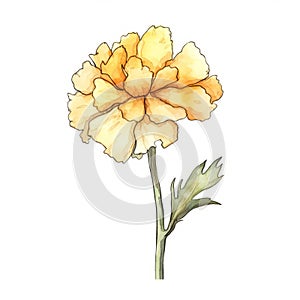 Watercolor Sketch Of A Yellow Carnation Flower - Charming Character Illustration