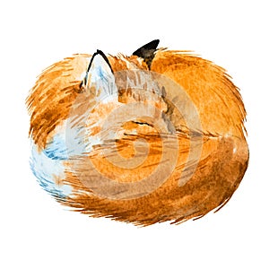 Watercolor sleeping fox photo