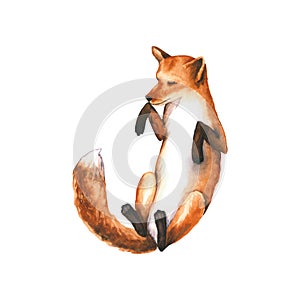 Watercolor sleeping fox. Hand drawn illustration is isolated on white. Forest animal