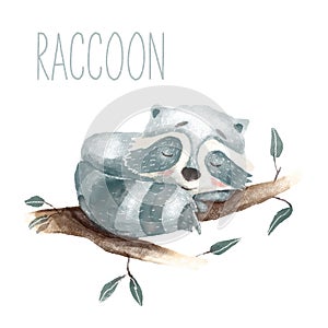 watercolor sleeping raccon on a tree branch