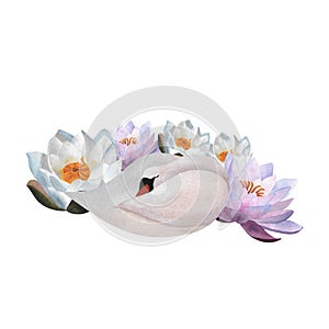 Watercolor sleeping white swan Waterlilies Cute bird For baby decor 2024, Women's day, posters,postcards,logos