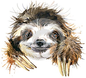 Watercolor sloth illustration. tropical animal