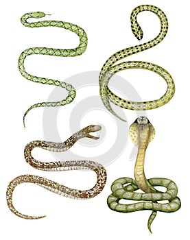 Watercolor snakes set photo